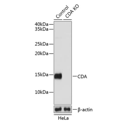 Western Blot - Anti-CDA Antibody (A306977) - Antibodies.com