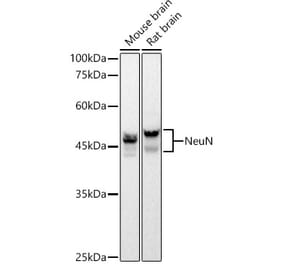 Western Blot - Anti-NeuN Antibody [ARC0202] (A306978) - Antibodies.com