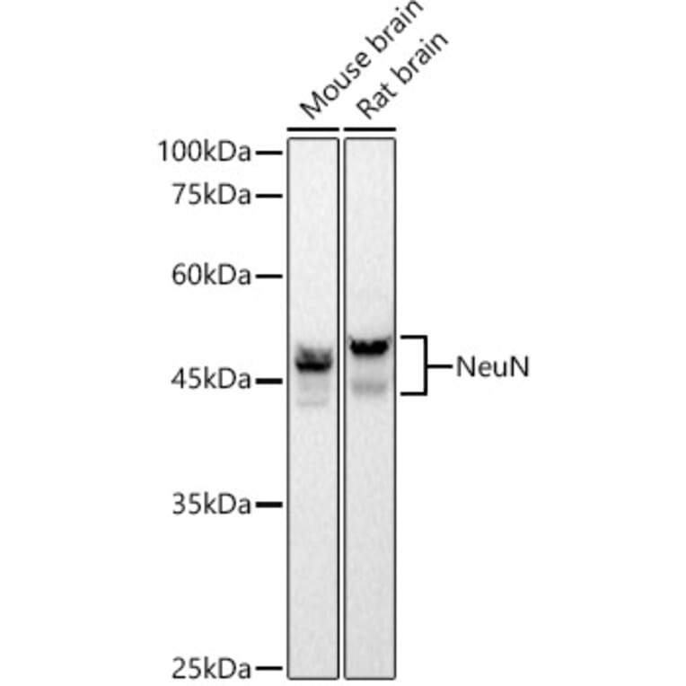 Western Blot - Anti-NeuN Antibody [ARC0202] (A306978) - Antibodies.com