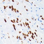 Immunohistochemistry - Anti-NeuN Antibody [ARC0202] (A306978) - Antibodies.com