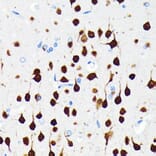 Immunohistochemistry - Anti-NeuN Antibody [ARC0202] (A306978) - Antibodies.com
