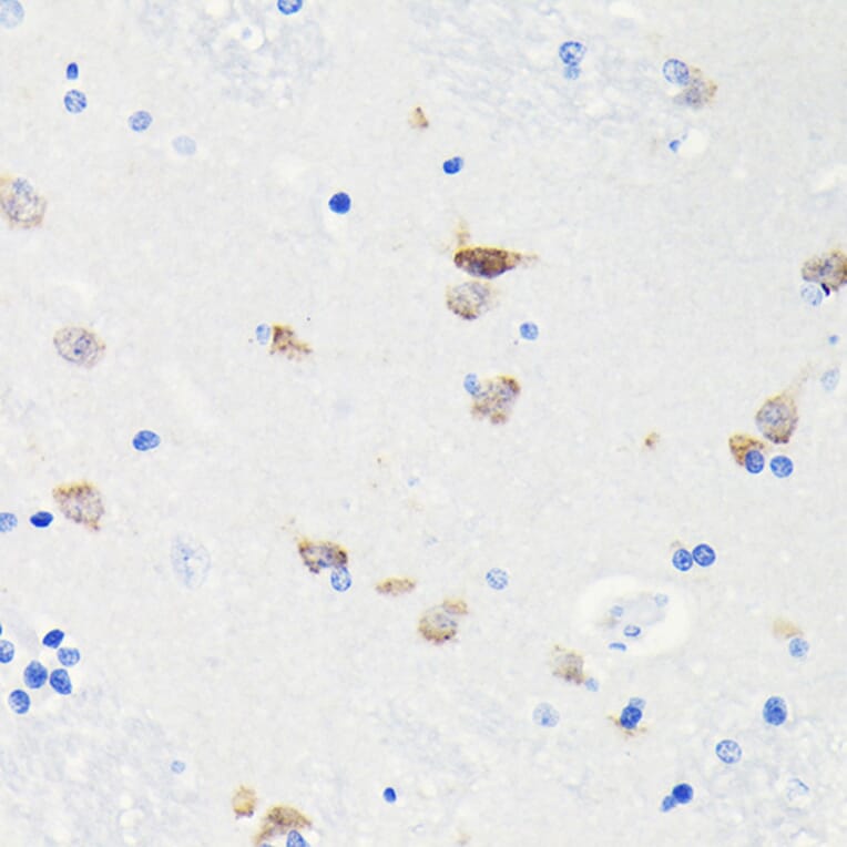 Immunohistochemistry - Anti-NeuN Antibody [ARC0202] (A306978) - Antibodies.com