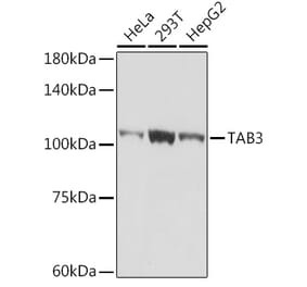 Western Blot - Anti-TAB3 Antibody [ARC2350] (A306984) - Antibodies.com