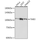 Western Blot - Anti-TAB3 Antibody [ARC2350] (A306984) - Antibodies.com