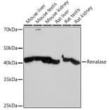 Western Blot - Anti-Renalase Antibody [ARC2324] (A306987) - Antibodies.com