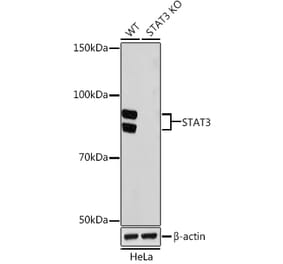 Western Blot - Anti-STAT3 Antibody [ARC0045] (A306989) - Antibodies.com