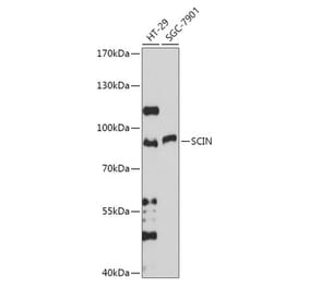 Western Blot - Anti-SCIN Antibody (A306993) - Antibodies.com