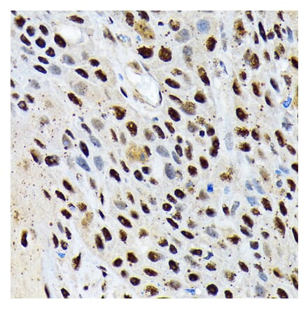 Immunohistochemistry - Anti-ENT2 Antibody [ARC2234] (A306994) - Antibodies.com