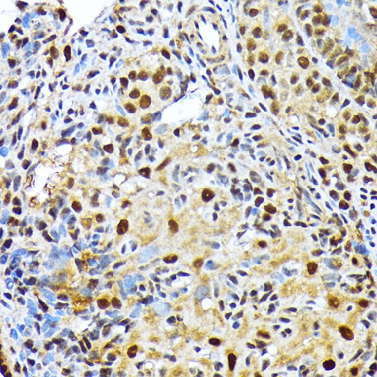 Immunohistochemistry - Anti-ENT2 Antibody [ARC2234] (A306994) - Antibodies.com