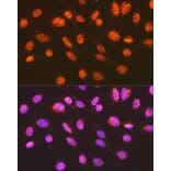 Immunofluorescence - Anti-ENT2 Antibody [ARC2234] (A306994) - Antibodies.com