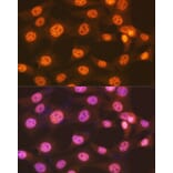 Immunofluorescence - Anti-ENT2 Antibody [ARC2234] (A306994) - Antibodies.com