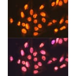 Immunofluorescence - Anti-ENT2 Antibody [ARC2234] (A306994) - Antibodies.com