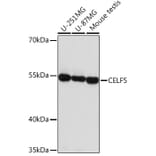 Western Blot - Anti-CELF5 Antibody (A306998) - Antibodies.com