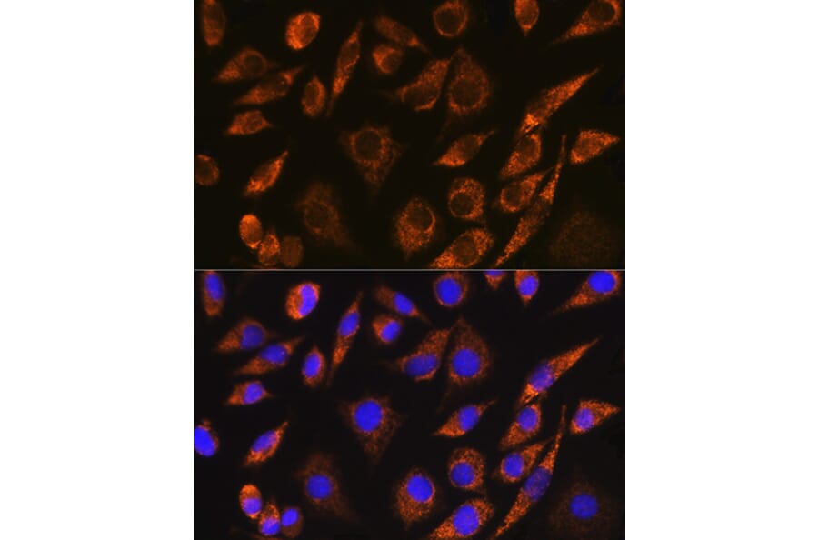 Immunofluorescence - Anti-CELF5 Antibody (A306998) - Antibodies.com