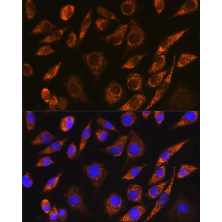 Immunofluorescence - Anti-CELF5 Antibody (A306998) - Antibodies.com