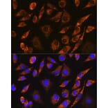 Immunofluorescence - Anti-CELF5 Antibody (A306998) - Antibodies.com