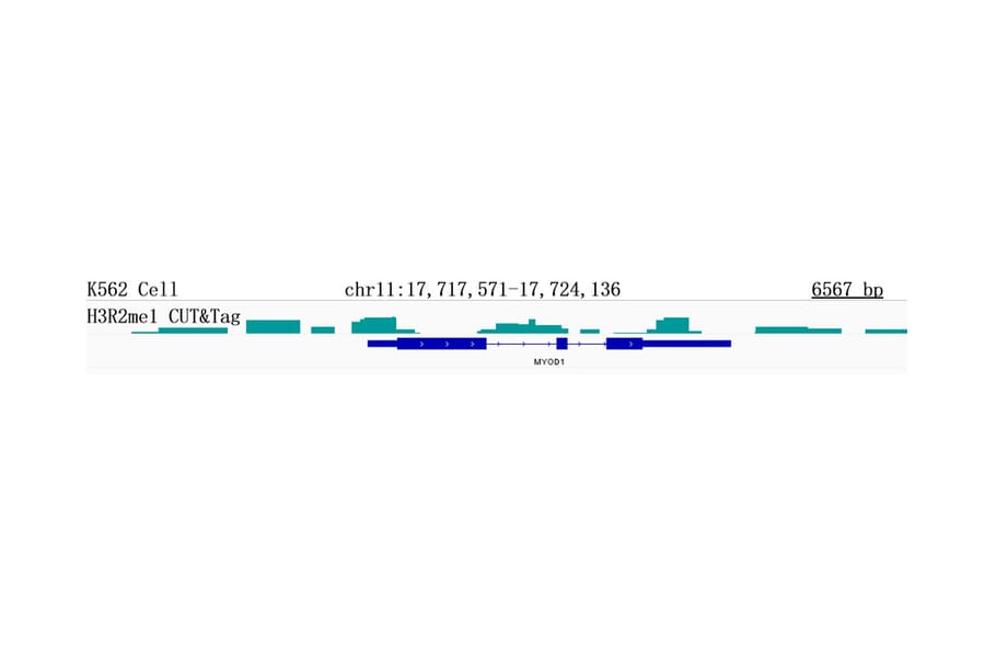 Cut&Tag - Anti-Histone H3 (mono methyl Arg2) Antibody [ARC0124] (A307001) - Antibodies.com