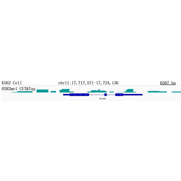 Cut&Tag - Anti-Histone H3 (mono methyl Arg2) Antibody [ARC0124] (A307001) - Antibodies.com
