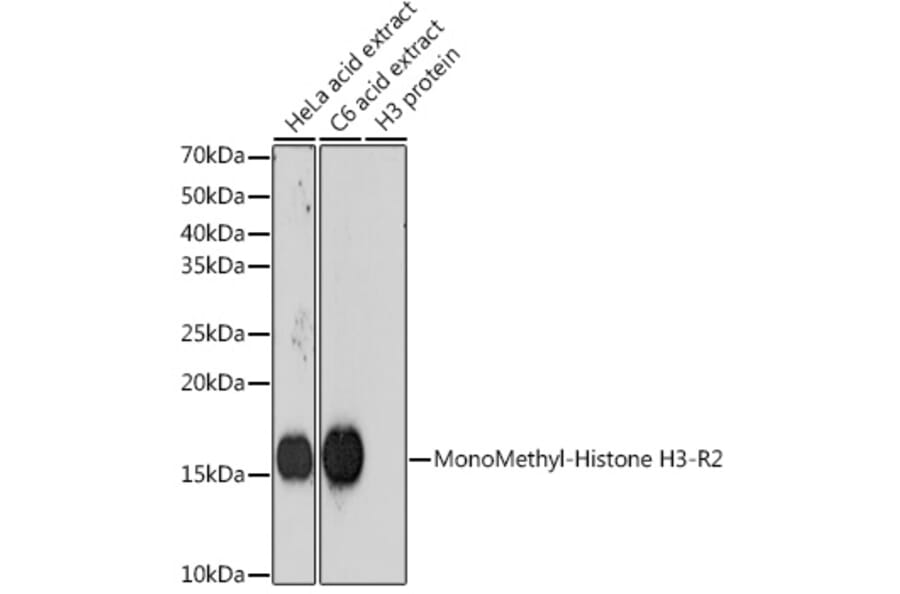 Western Blot - Anti-Histone H3 (mono methyl Arg2) Antibody [ARC0124] (A307001) - Antibodies.com