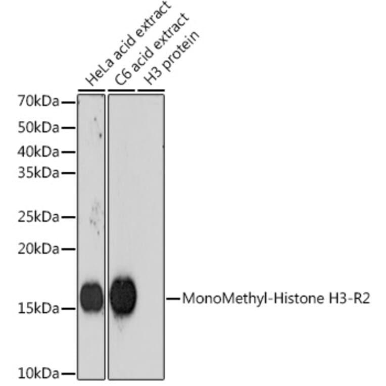 Western Blot - Anti-Histone H3 (mono methyl Arg2) Antibody [ARC0124] (A307001) - Antibodies.com