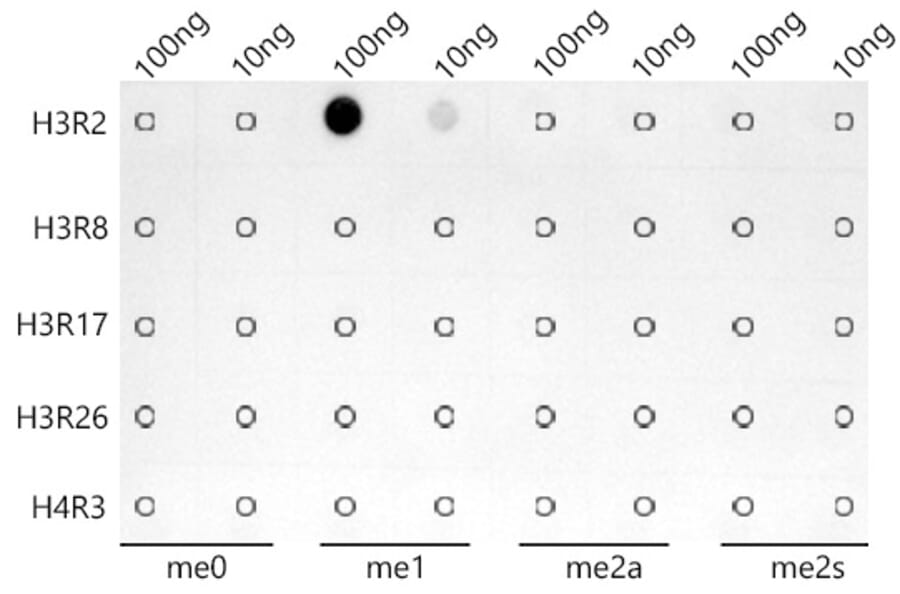 Dot Blot - Anti-Histone H3 (mono methyl Arg2) Antibody [ARC0124] (A307001) - Antibodies.com