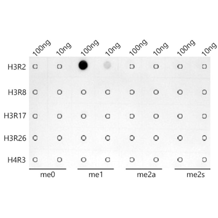 Dot Blot - Anti-Histone H3 (mono methyl Arg2) Antibody [ARC0124] (A307001) - Antibodies.com