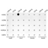 Dot Blot - Anti-Histone H3 (mono methyl Arg2) Antibody [ARC0124] (A307001) - Antibodies.com
