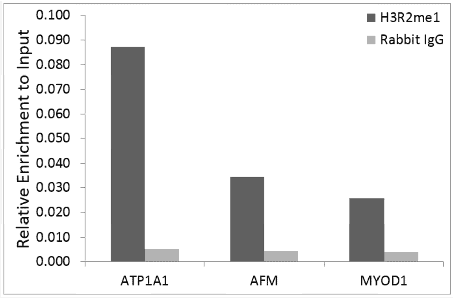 Chromatin Immunoprecipitation - Anti-Histone H3 (mono methyl Arg2) Antibody (A307001) - Antibodies.com