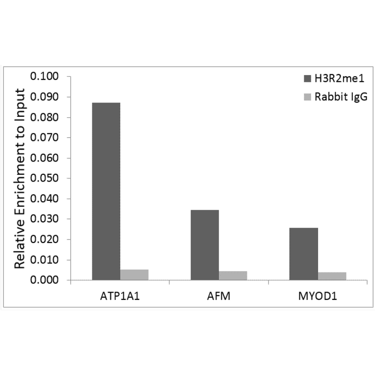 Chromatin Immunoprecipitation - Anti-Histone H3 (mono methyl Arg2) Antibody (A307001) - Antibodies.com