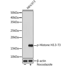 Western Blot - Anti-Histone H3.3 (phospho Thr3) Antibody [ARC1662] (A307002) - Antibodies.com