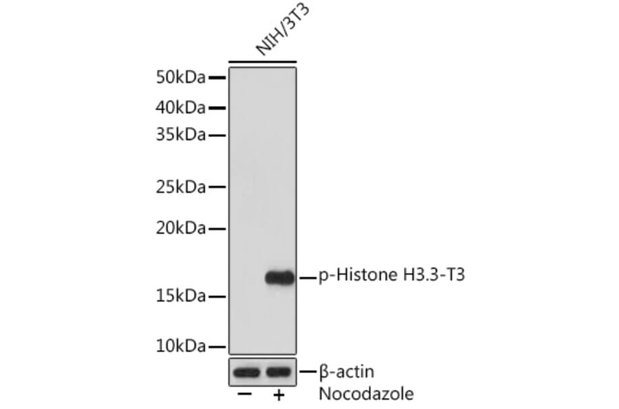 Western Blot - Anti-Histone H3.3 (phospho Thr3) Antibody [ARC1662] (A307002) - Antibodies.com
