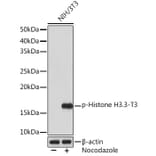 Western Blot - Anti-Histone H3.3 (phospho Thr3) Antibody [ARC1662] (A307002) - Antibodies.com