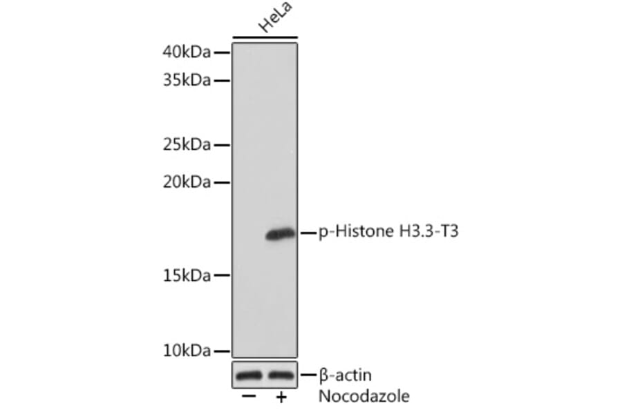 Western Blot - Anti-Histone H3.3 (phospho Thr3) Antibody [ARC1662] (A307002) - Antibodies.com