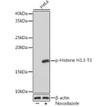 Western Blot - Anti-Histone H3.3 (phospho Thr3) Antibody [ARC1662] (A307002) - Antibodies.com