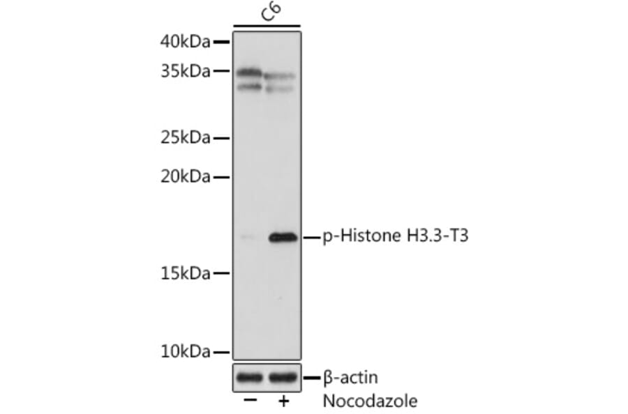Western Blot - Anti-Histone H3.3 (phospho Thr3) Antibody [ARC1662] (A307002) - Antibodies.com
