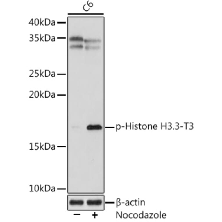 Western Blot - Anti-Histone H3.3 (phospho Thr3) Antibody [ARC1662] (A307002) - Antibodies.com