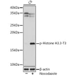 Western Blot - Anti-Histone H3.3 (phospho Thr3) Antibody [ARC1662] (A307002) - Antibodies.com