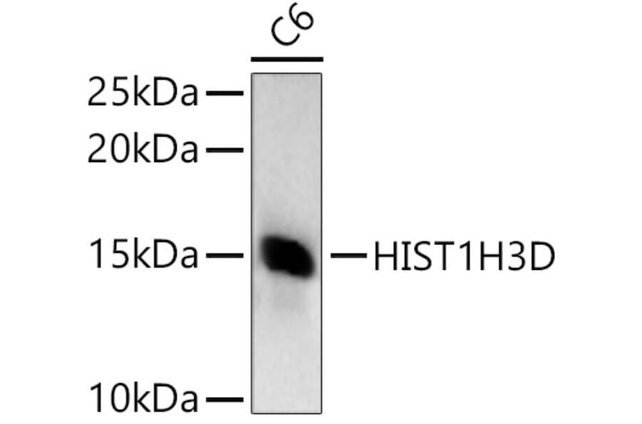Western Blot - Anti-Histone H3 Antibody (A307003) - Antibodies.com