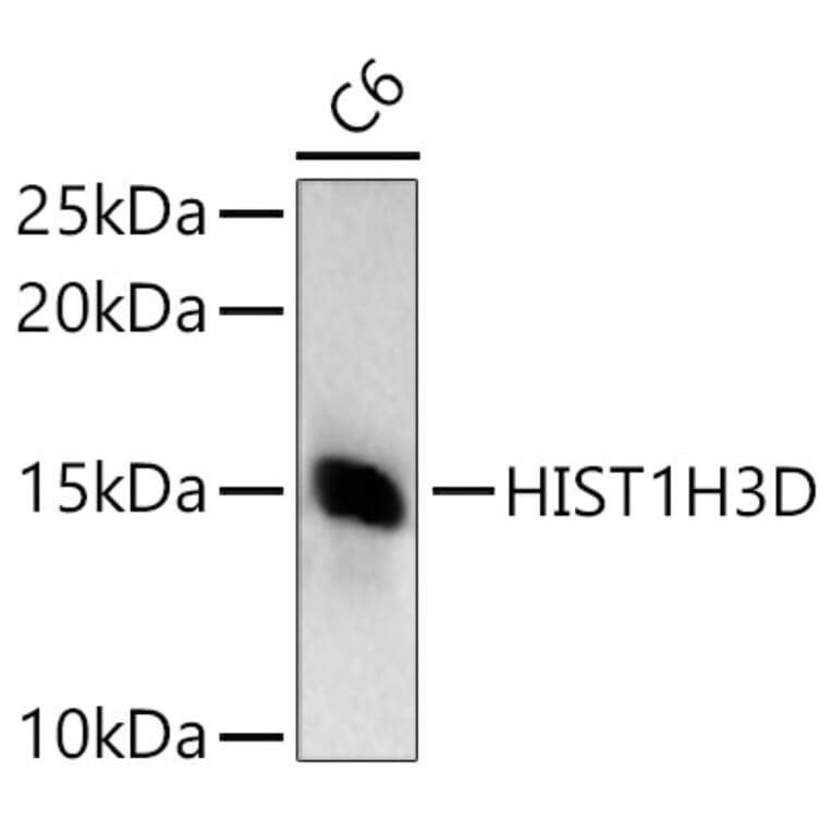 Western Blot - Anti-Histone H3 Antibody (A307003) - Antibodies.com
