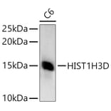 Western Blot - Anti-Histone H3 Antibody (A307003) - Antibodies.com