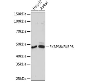 Western Blot - Anti-FKBP38 Antibody [ARC1259] (A307004) - Antibodies.com