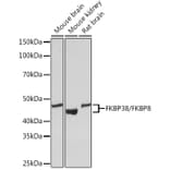 Western Blot - Anti-FKBP38 Antibody [ARC1259] (A307004) - Antibodies.com