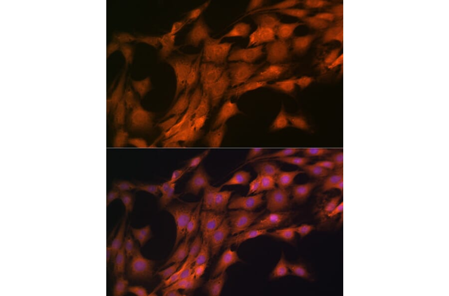 Immunofluorescence - Anti-FKBP38 Antibody [ARC1259] (A307004) - Antibodies.com