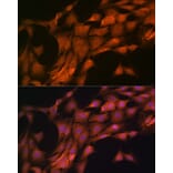 Immunofluorescence - Anti-FKBP38 Antibody [ARC1259] (A307004) - Antibodies.com