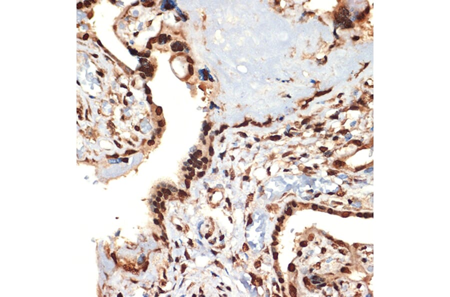 Immunohistochemistry - Anti-CIRP Antibody [ARC2472] (A307005) - Antibodies.com