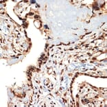 Immunohistochemistry - Anti-CIRP Antibody [ARC2472] (A307005) - Antibodies.com