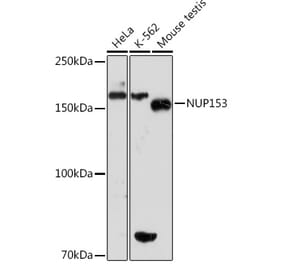 Western Blot - Anti-Nup153 Antibody [ARC1922] (A307009) - Antibodies.com