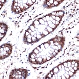 Immunohistochemistry - Anti-Nup153 Antibody [ARC1922] (A307009) - Antibodies.com