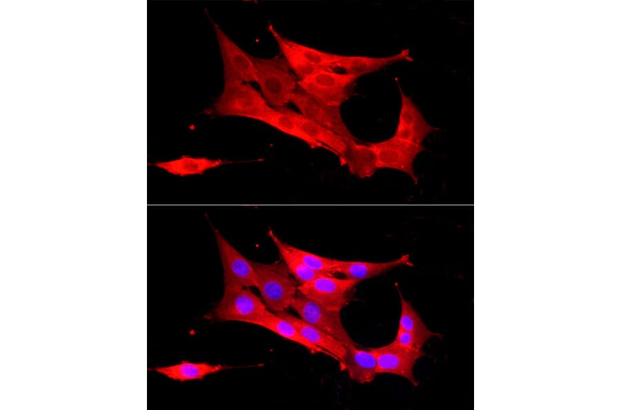 Immunofluorescence - Anti-Peroxiredoxin 2/PRP Antibody (A307013) - Antibodies.com