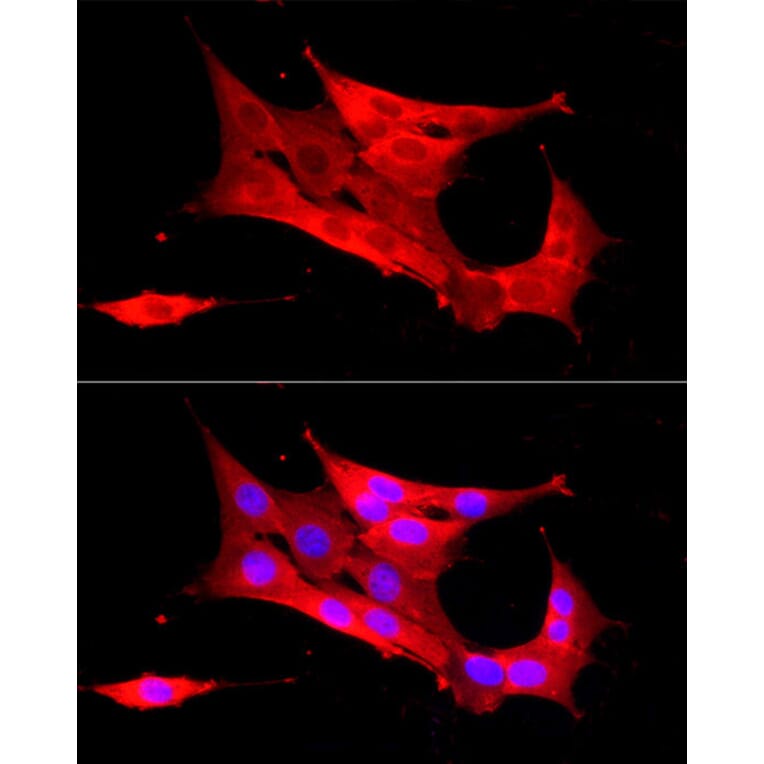 Immunofluorescence - Anti-Peroxiredoxin 2/PRP Antibody (A307013) - Antibodies.com